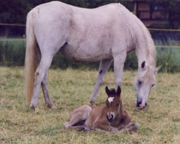 broodmare 13 Bint Nazeera (Arabian, 1968, from Anter 1946 EAO)