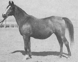 broodmare Gastronomia ox (Arabian thoroughbred, 1946, from Marabut ox)