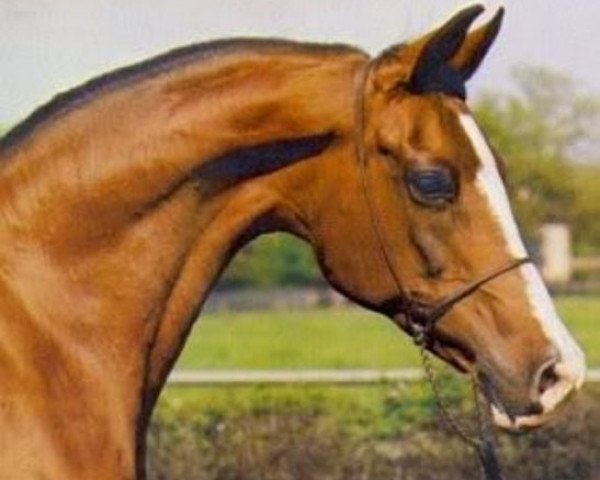 broodmare Gilza ox (Arabian thoroughbred, 1967, from Espartero ox)