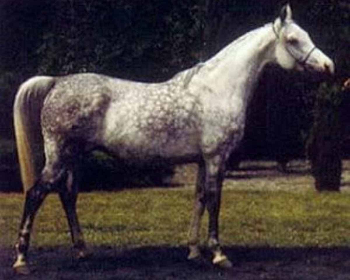 broodmare Gizela ox (Arabian purebred, 1977, from Palas ox)