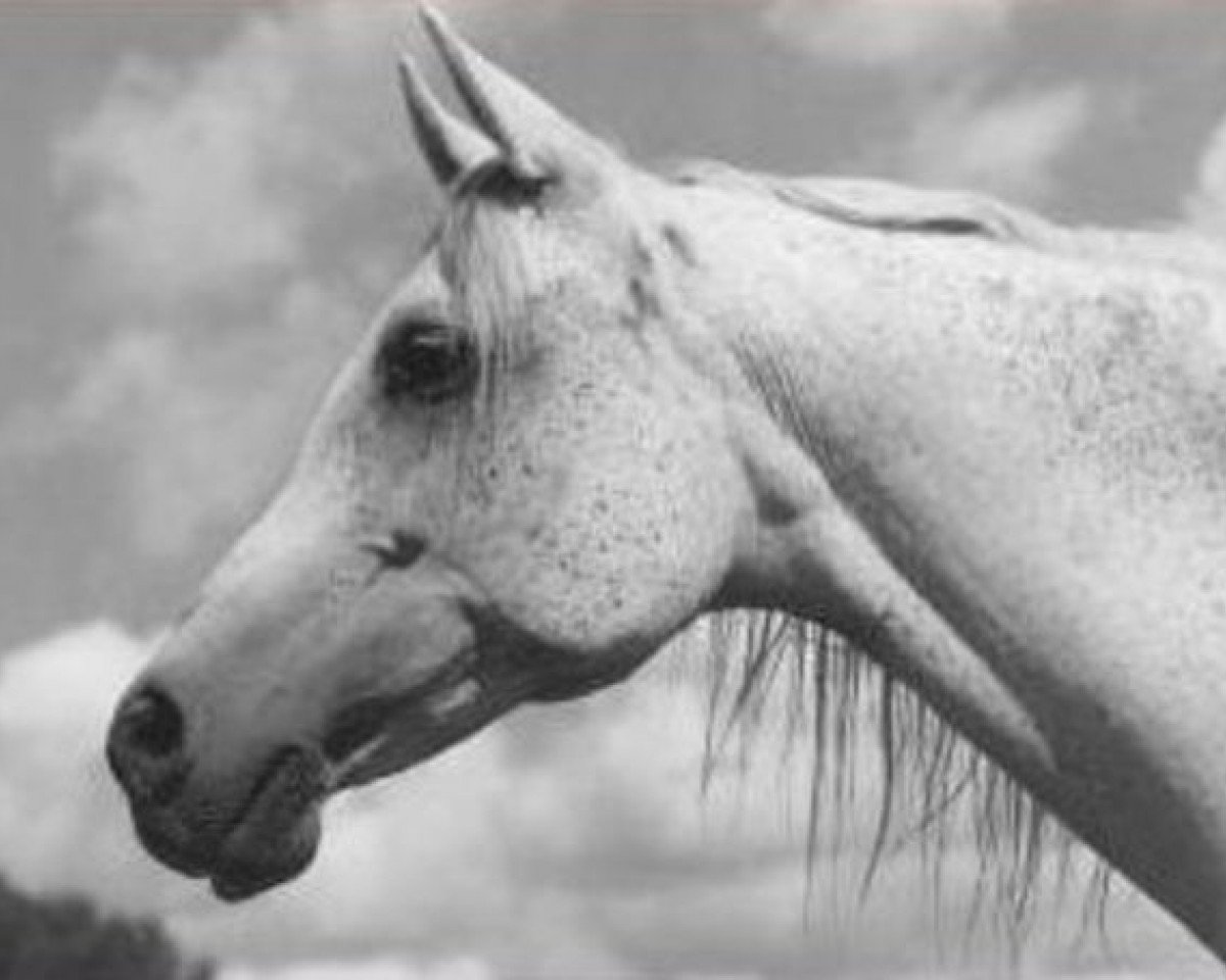 broodmare Etna ox (Arabian purebred, 1959, from Faher ox)