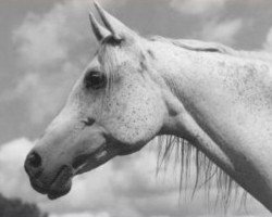 broodmare Etna ox (Arabian thoroughbred, 1959, from Faher ox)