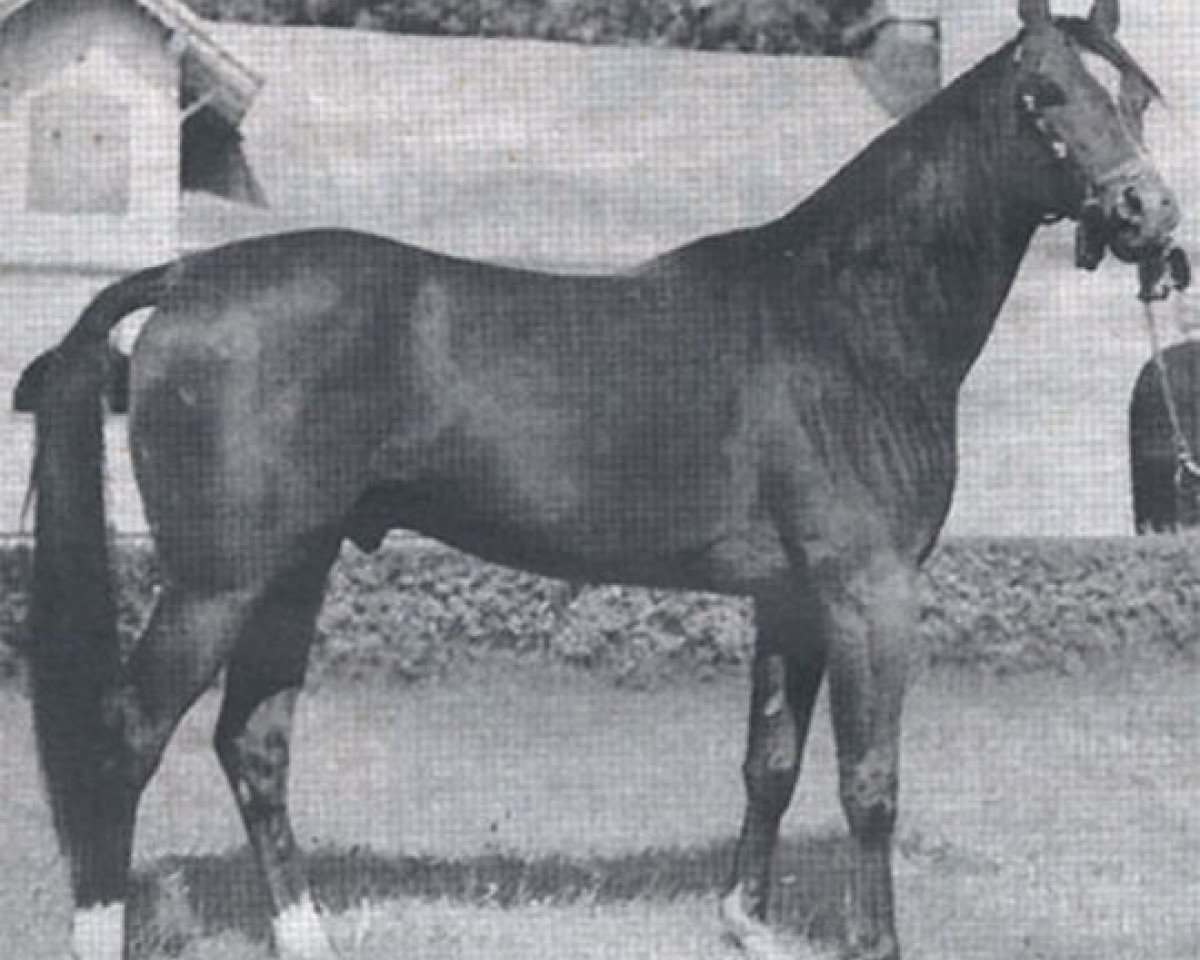 stallion Etap ox (Arabian purebred, 1971, from Celebes 1949 ox)