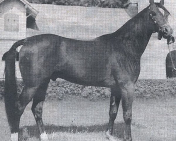 stallion Etap ox (Arabian thoroughbred, 1971, from Celebes 1949 ox)