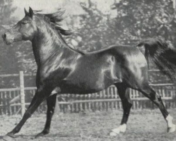 stallion Wesir ox 1129 Mo (Arabian thoroughbred, 1954, from Wisznu 1943 ox)