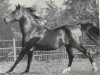 stallion Wesir ox 1129 Mo (Arabian thoroughbred, 1954, from Wisznu 1943 ox)