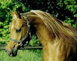 broodmare Kalifa ox (Arabian thoroughbred, 1967, from Kheman ox)