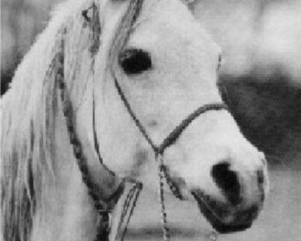 broodmare Wahana ox (Arabian thoroughbred, 1971, from Nazir ox)