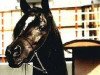 stallion Wisznu Ibn Sawih ox (Arabian thoroughbred, 1975, from Sawih Ibn Wisznu ox)