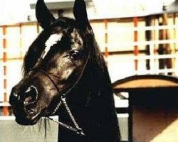 stallion Wisznu Ibn Sawih ox (Arabian thoroughbred, 1975, from Sawih Ibn Wisznu ox)