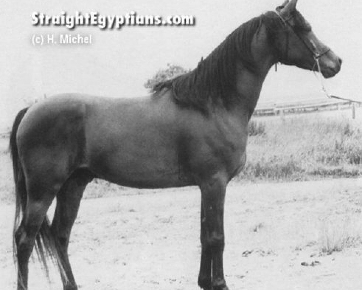 stallion Masir EAO (Arabian purebred, 1975, from Mehanna 1971 EAO)