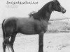 stallion Masir EAO (Arabian thoroughbred, 1975, from Mehanna 1971 EAO)