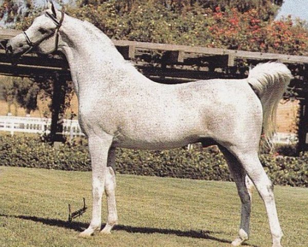 stallion Magnat ox (Arabian thoroughbred, 1966, from Aswan 1958 EAO)