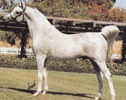 stallion Magnat ox (Arabian thoroughbred, 1966, from Aswan 1958 EAO)