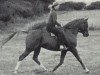 stallion Silver Rain ox (Arabian thoroughbred, 1967, from Indian Magic ox)