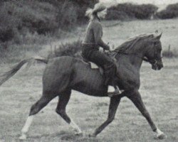 stallion Silver Rain ox (Arabian thoroughbred, 1967, from Indian Magic ox)