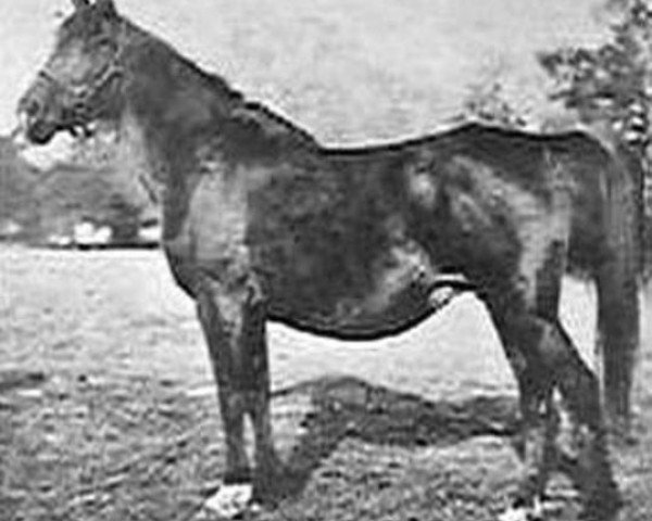 broodmare Nessima 1909 EAO (Arabian thoroughbred, 1909, from Rijm 1901 ox)