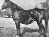 broodmare Nessima 1909 EAO (Arabian thoroughbred, 1909, from Rijm 1901 ox)