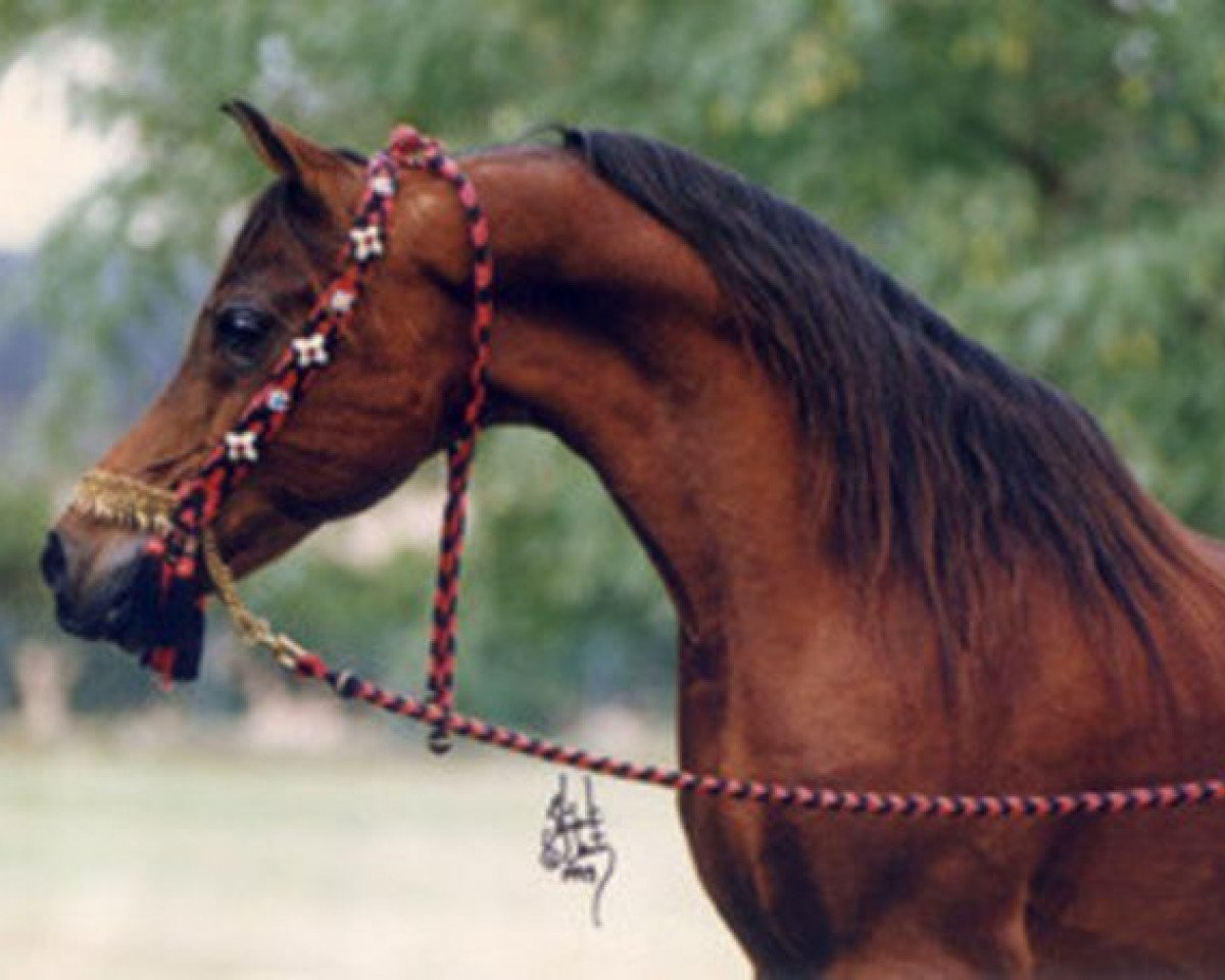stallion Nizam 1973 EAO (Arabian purebred, 1973, from Shaarawi 1961 EAO)