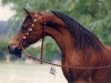 stallion Nizam 1973 EAO (Arabian thoroughbred, 1973, from Shaarawi 1961 EAO)