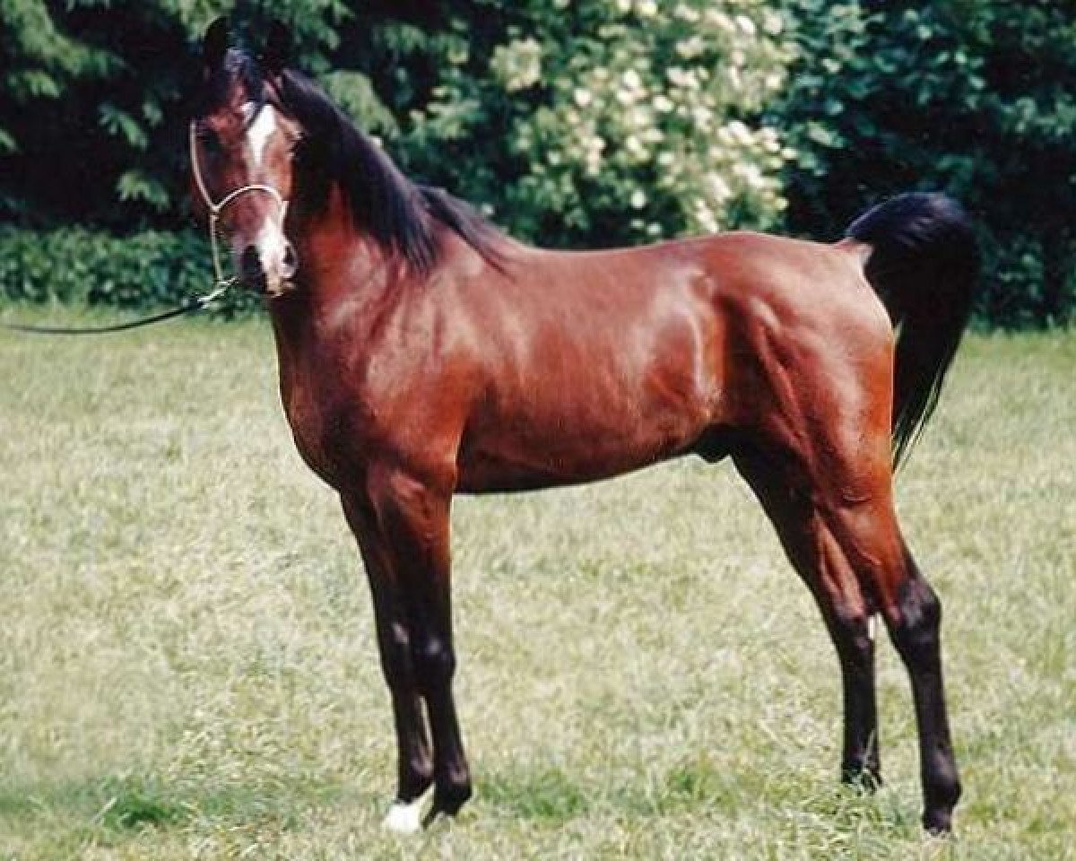 stallion Ibn Moheba 1982 ox (Arabian purebred, 1982, from Nizam 1973 EAO)