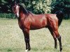 stallion Ibn Moheba 1982 ox (Arabian thoroughbred, 1982, from Nizam 1973 EAO)