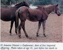 broodmare El Ameera EAO (Arabian thoroughbred, 1952, from Nazeer 1934 RAS)