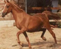 broodmare Bint el Arabi EAO (Arabian thoroughbred, 1969, from El Araby EAO)