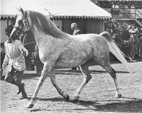 Deckhengst Silver Vanity ox (Vollblutaraber, 1950, von Oran 1940 ox)
