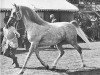 Deckhengst Silver Vanity ox (Vollblutaraber, 1950, von Oran 1940 ox)