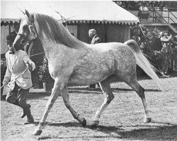 stallion Silver Vanity ox (Arabian thoroughbred, 1950, from Oran 1940 ox)