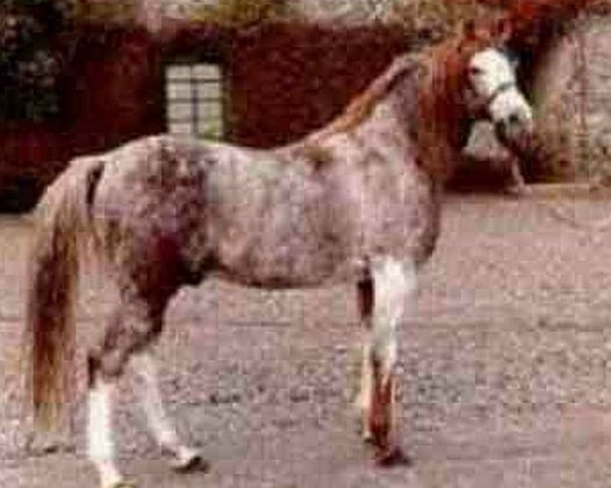 stallion Zeus II ox (Arabian purebred, 1957, from Silver Vanity ox)