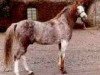 stallion Zeus II ox (Arabian thoroughbred, 1957, from Silver Vanity ox)
