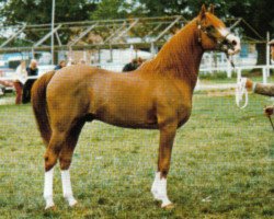 stallion Haarwood Asif ox (Arabian thoroughbred, 1967, from Zeus II ox)