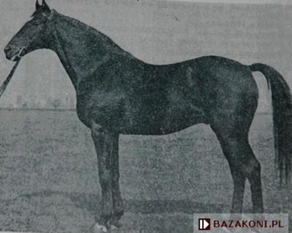 stallion Jongleur xx (Thoroughbred, 1953, from Sayajirao xx)