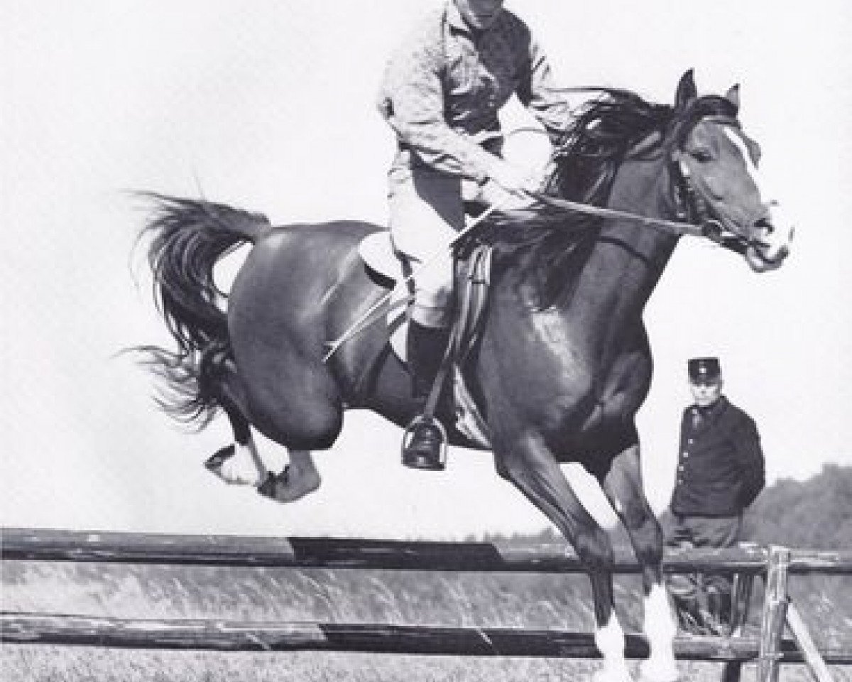 stallion Witel ox (Arabian purebred, 1962, from Noran 1956 ox)