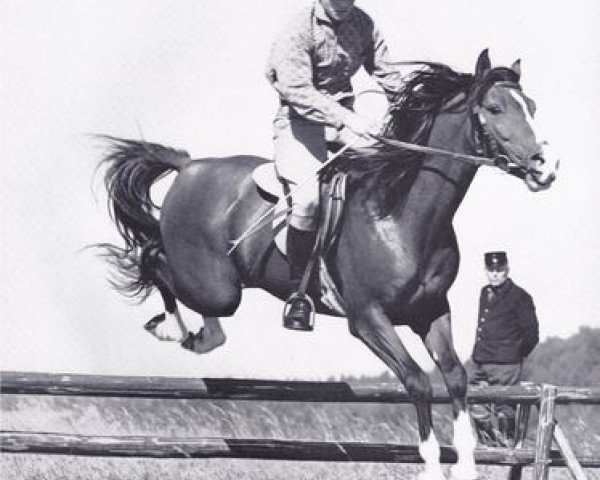 stallion Witel ox (Arabian thoroughbred, 1962, from Noran 1956 ox)