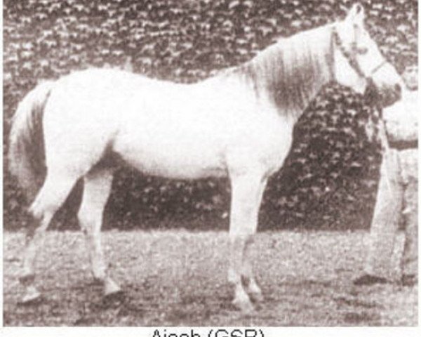 Deckhengst Ajeeb ox (Vollblutaraber, 1925, von Skowronek 1909 ox)