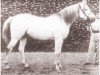 stallion Ajeeb ox (Arabian thoroughbred, 1925, from Skowronek 1909 ox)