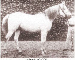 stallion Ajeeb ox (Arabian thoroughbred, 1925, from Skowronek 1909 ox)