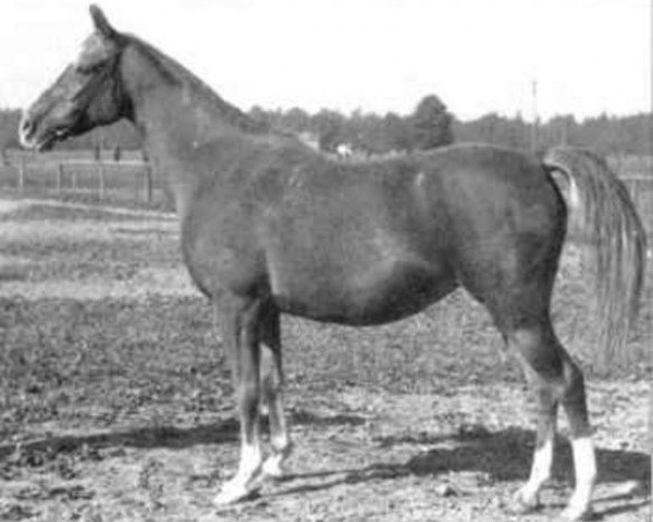 Zuchtstute Khema ox (Vollblutaraber, 1939, von Koheilan VIII 1922 ox)