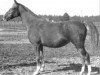 broodmare Khema ox (Arabian thoroughbred, 1939, from Koheilan VIII 1922 ox)