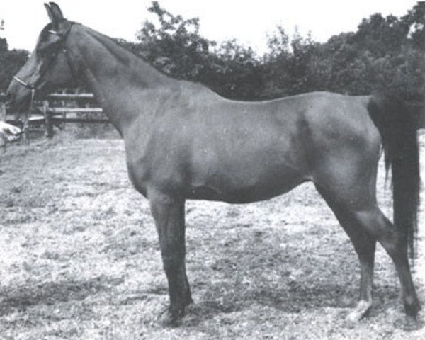 Zuchtstute Kenya ox (Vollblutaraber, 1954, von Wisznu 1943 ox)