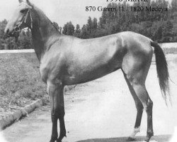 broodmare Malva (Akhal-Teke, 1981, from Garem 11)