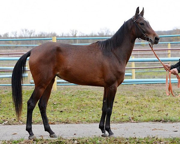 horse Djan (Akhal-Teke, 2010, from Dorkush)