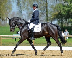 dressage horse Santiago B 2 (Hannoveraner, 2008, from Swarovski)