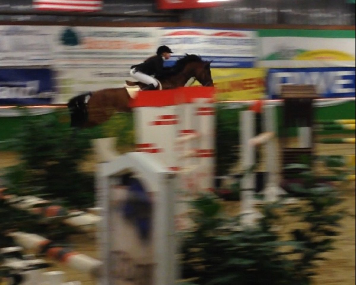 Springpferd Alposas Jim Beam (Rheinländer, 2006, von Joker)