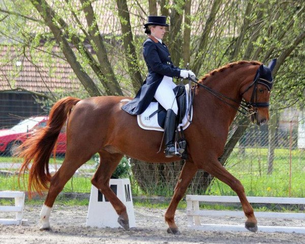 dressage horse Rubinio B (Westphalian, 1996, from Rapallo)
