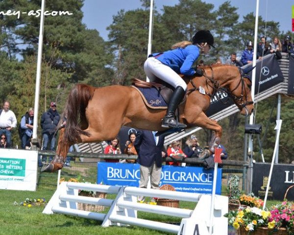 jumper Leo 532 (Dutch Pony, 2005, from Kinka's Boy)