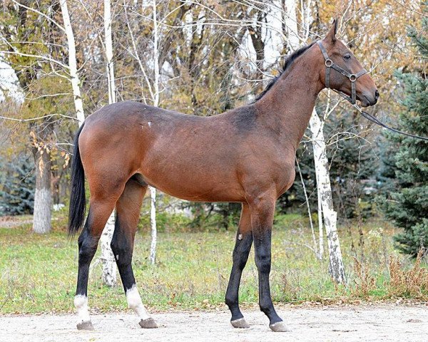 horse Zamirkhan (Akhal-Teke, 2012, from Gench)